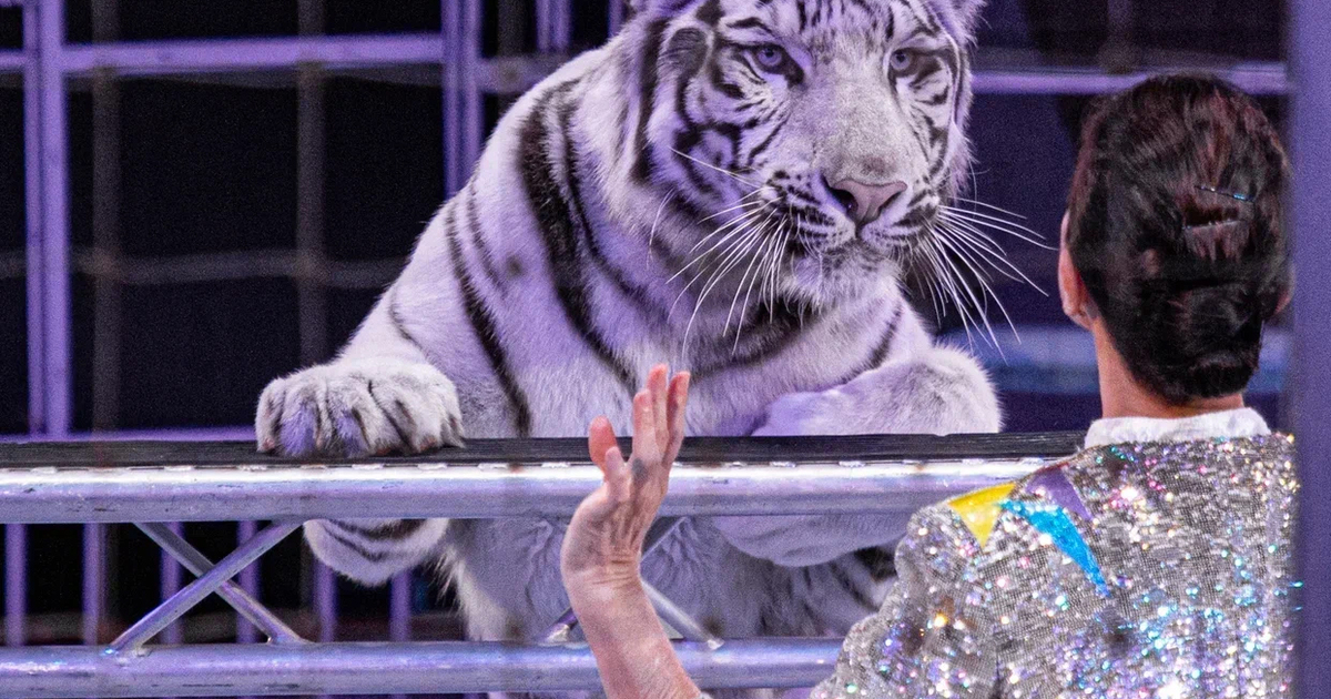 Самарский государственный цирк имени Олега Попо...