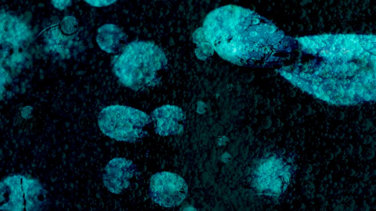 Molecular Cell: Бактерии самоуничтожаются, чтобы остановить вирусы Бактерии самоуничтожаются, чтобы остановить вирусы