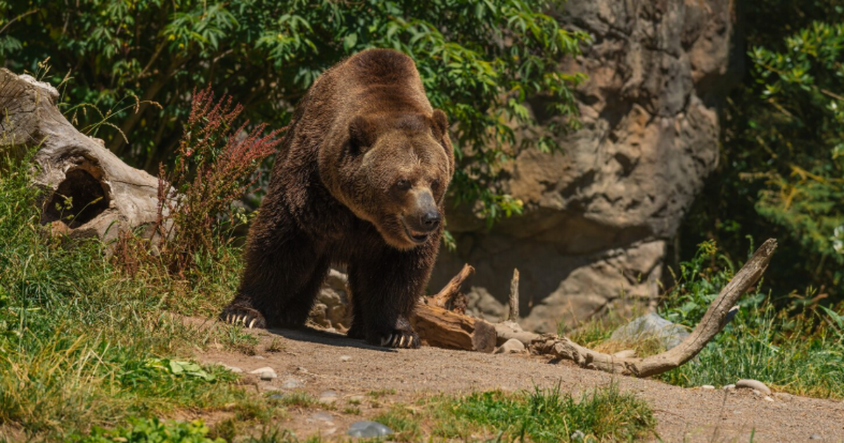 Зоологи планируют в тайге считать медведей по «галстуку» — новый метод в России Учёные в Приморье разработали новый метод подсч...