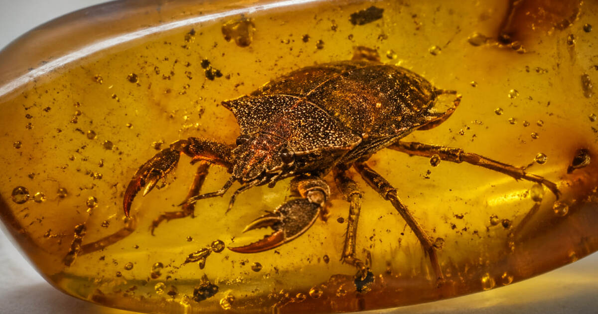 Учёные нашли в янтаре древнего клопа с необычны...