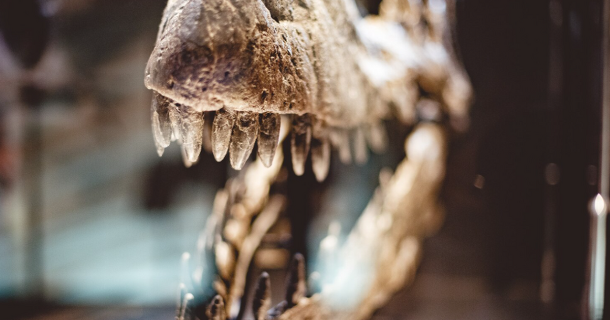 Палеонтологи описали Spinosaurus mirabilis из Н...