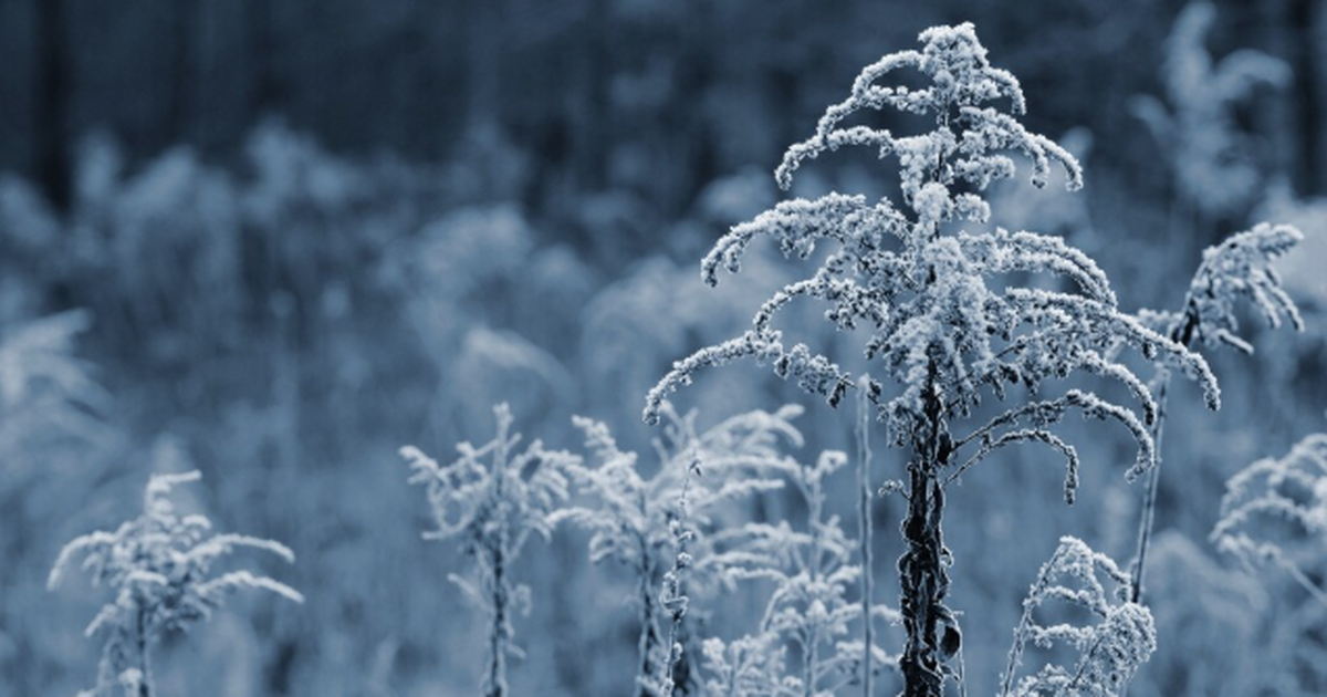 Предстоящая зима в России может пройти под знак...
