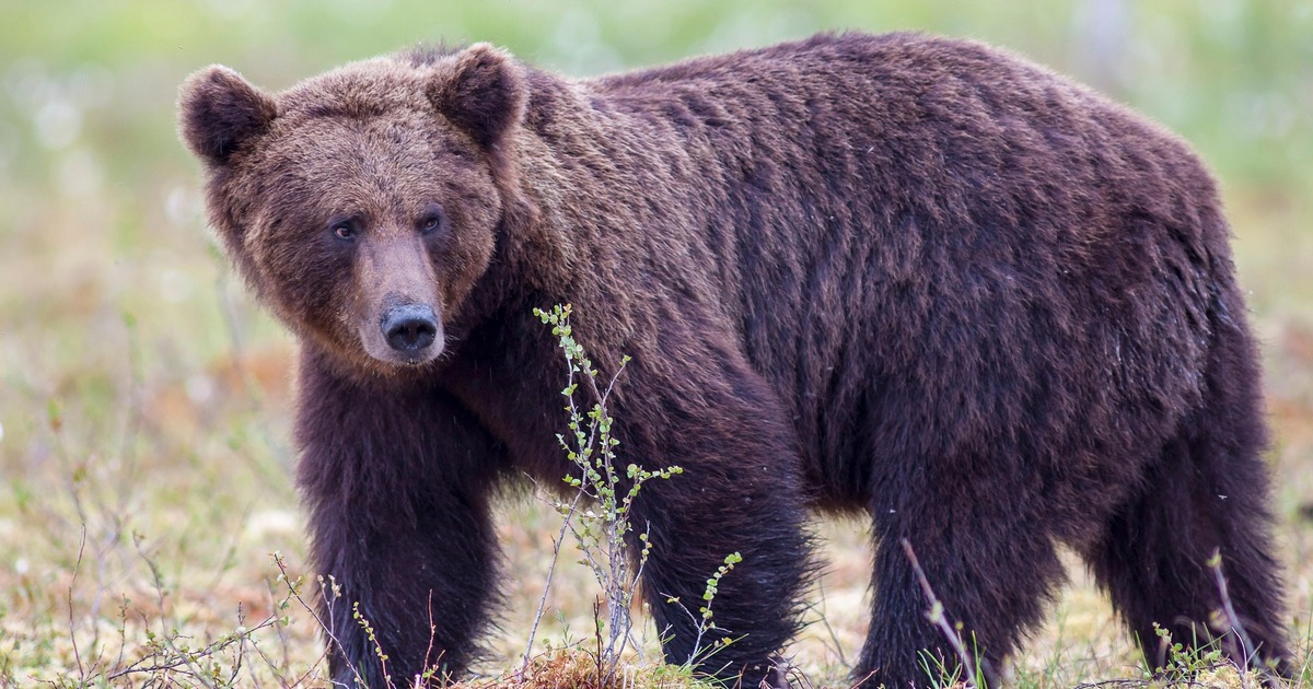 Животное несколько раз предпринимало попытки по...