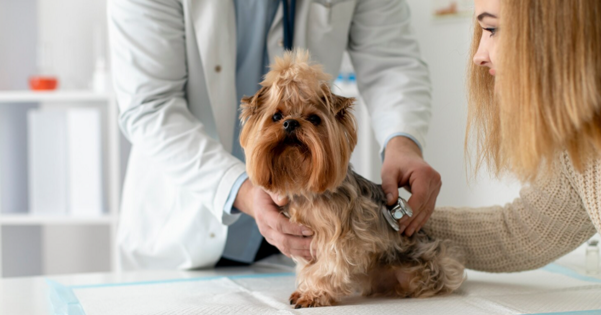 Учёные разработали первую в России систему распознавания болезней у собак Ветеринария в России и мире сталкивается с «циф...