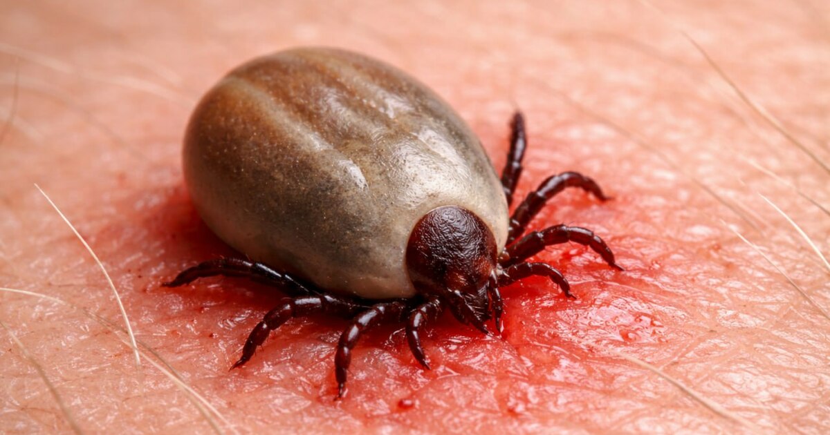 Врач Зинаида Труш предупредила о рисках клещево...