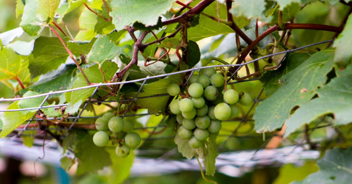 Регулярное употребление винограда помогает улуч...