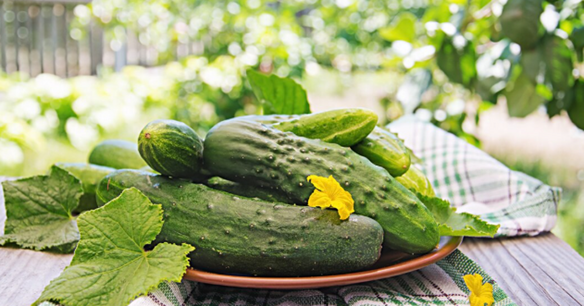 Не сорт, а просто хит сезона: за этими огурцами выстраивается очередь – хрустящие, ароматные, сочные Огурец «Амур F1»: Секрет раннего урожая без хло...