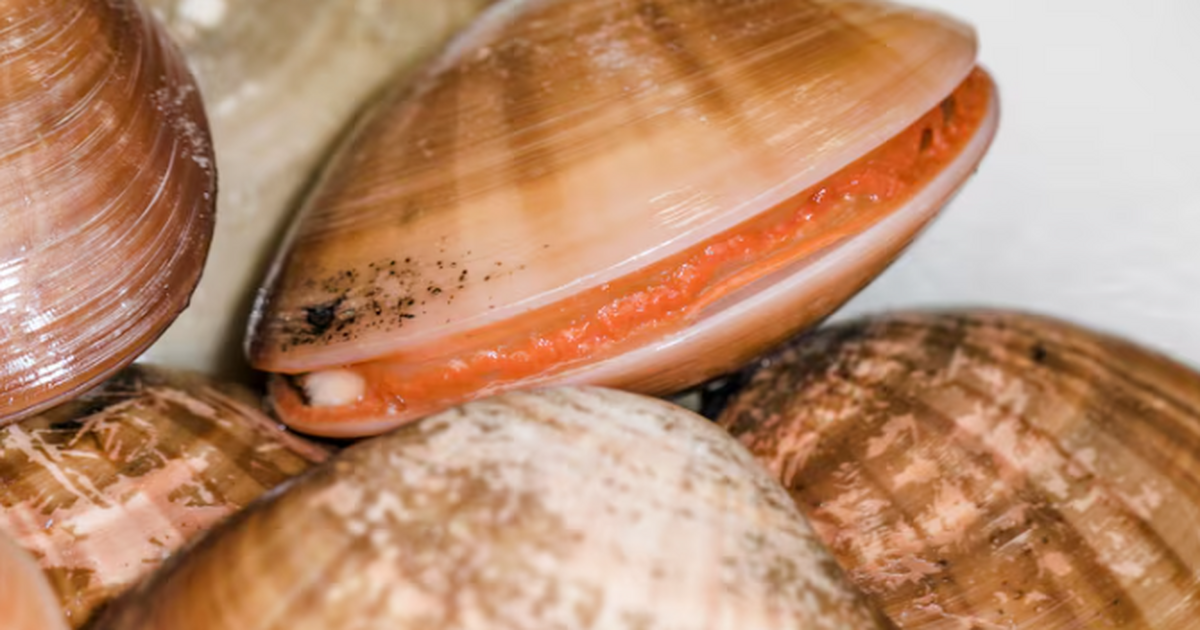 В Техасе на берег вынесло ядовитых голубых драконов People сообщает, что на пляжи Техаса вынесло оп...