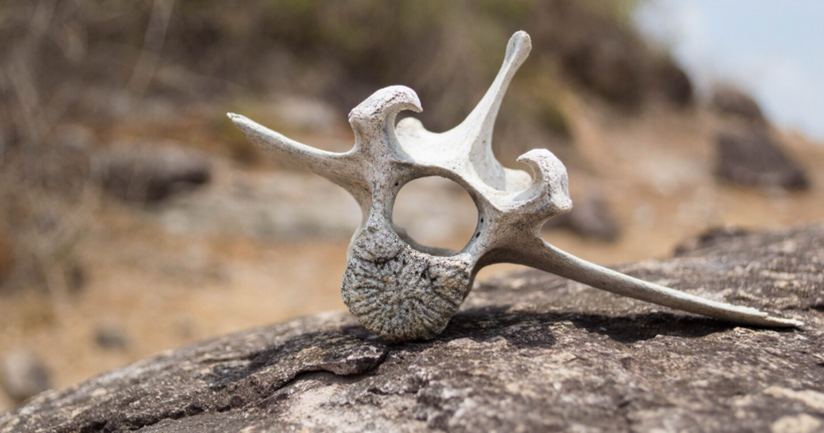 На юге Швеции археологи сделали находку, котору...