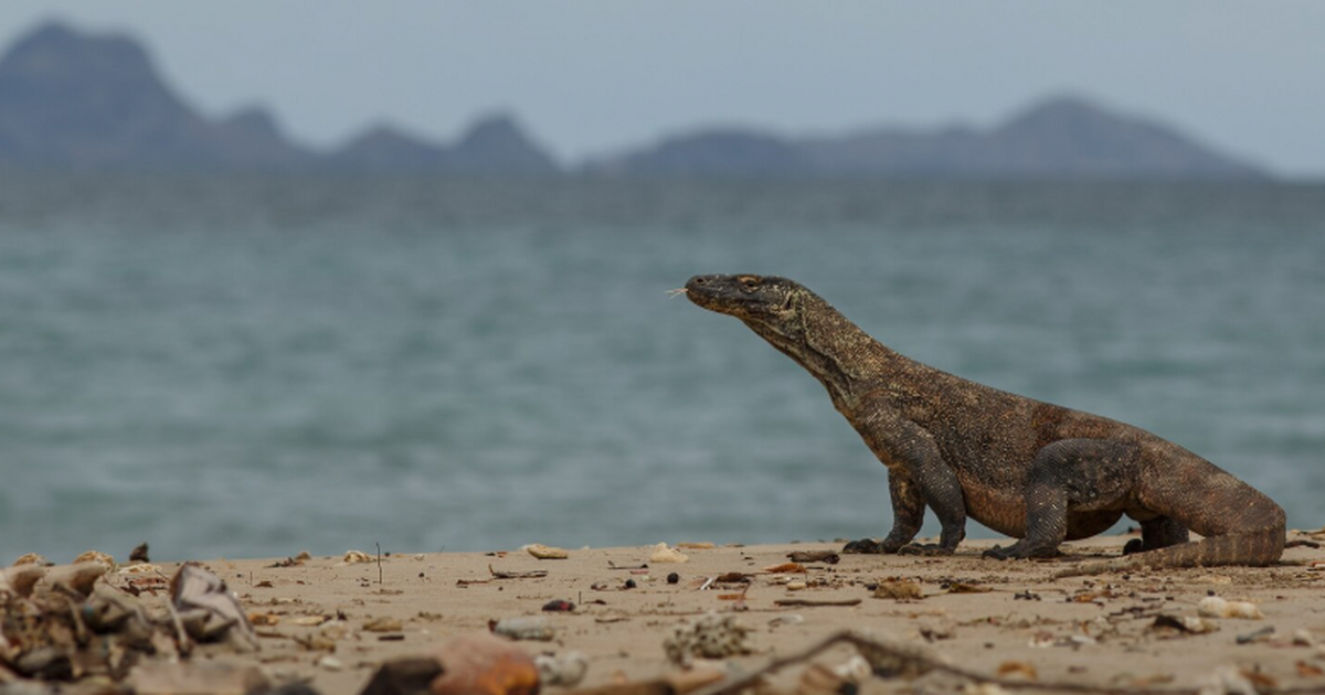 Палеонтологи из университета Упсалы зафиксирова...