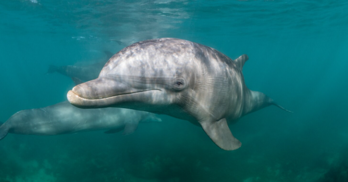 У некоторых животных есть органы чувств, которы...