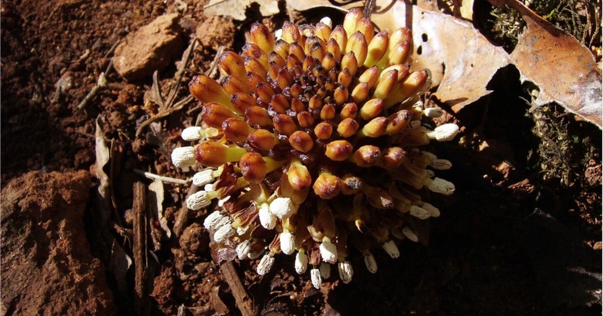 Растение приспособилось к паразитическому образ...