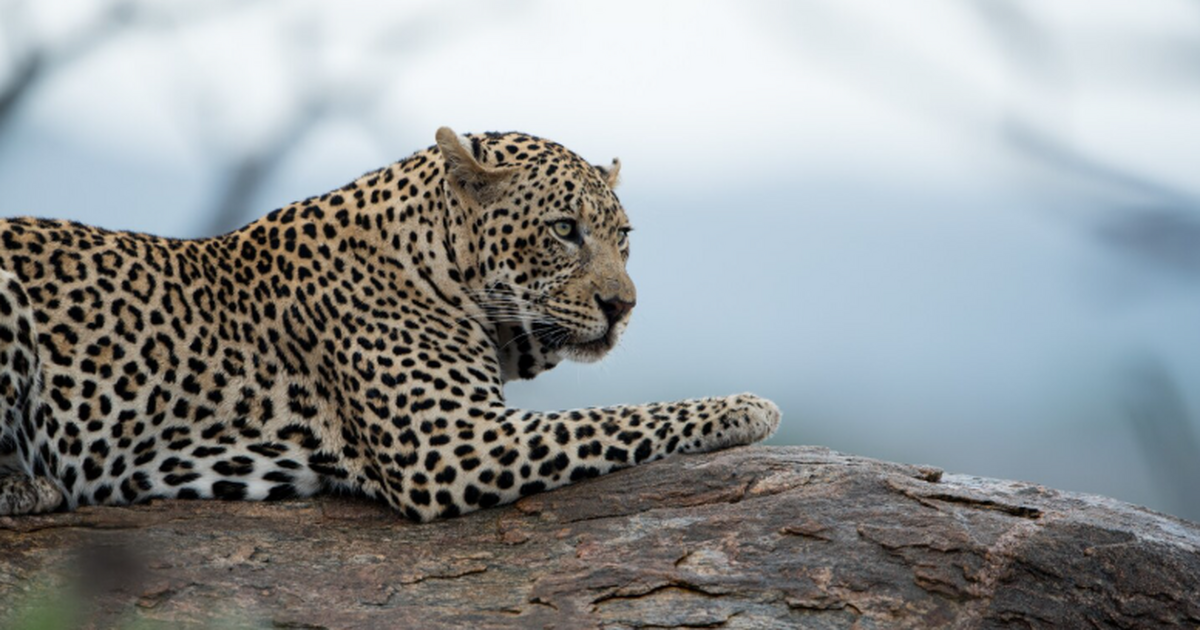 В индийских штатах Уттар-Прадеш и Уттаракханд в...