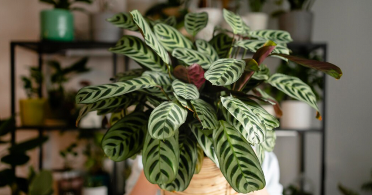 Чай вместо удобрений: декабрист взрывается буто...