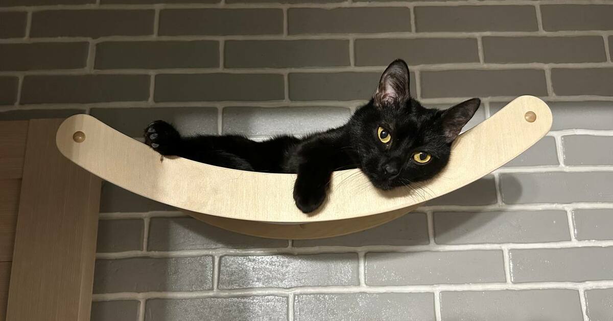 В Самарской области с 2026 года вводят единые правила для домашних питомцев С 2026 года в Самарской области начнут действов...