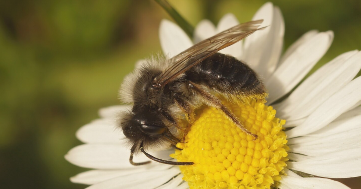 Новое исследование показало, что дикие пчёлы мо...