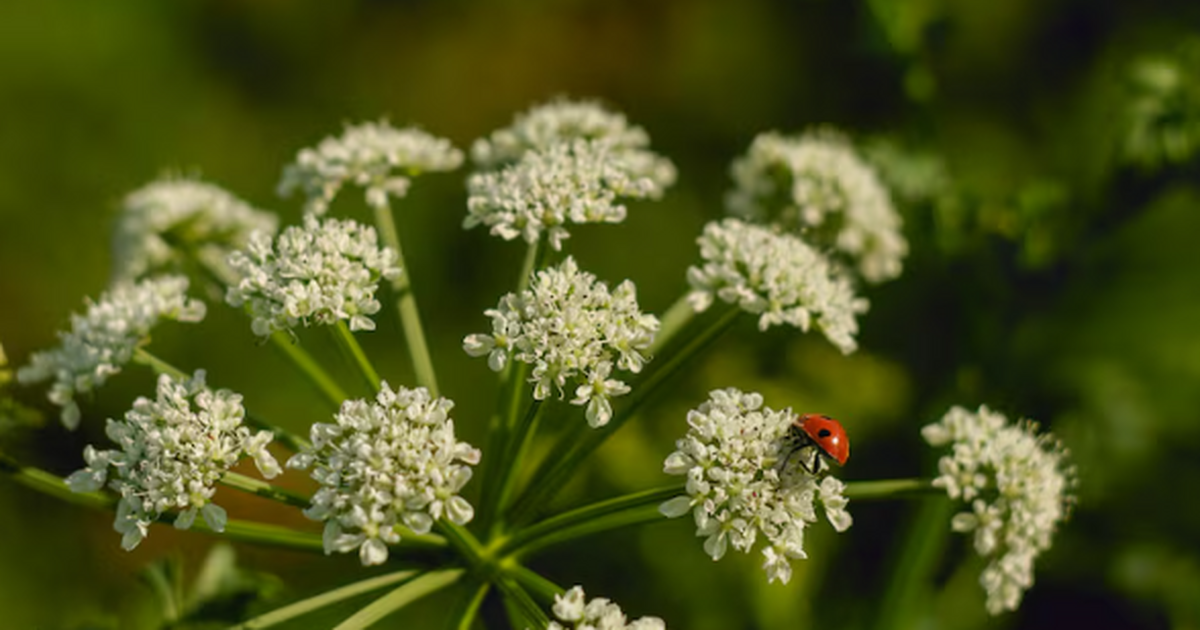 Мошенники начали активно использовать тему новы...