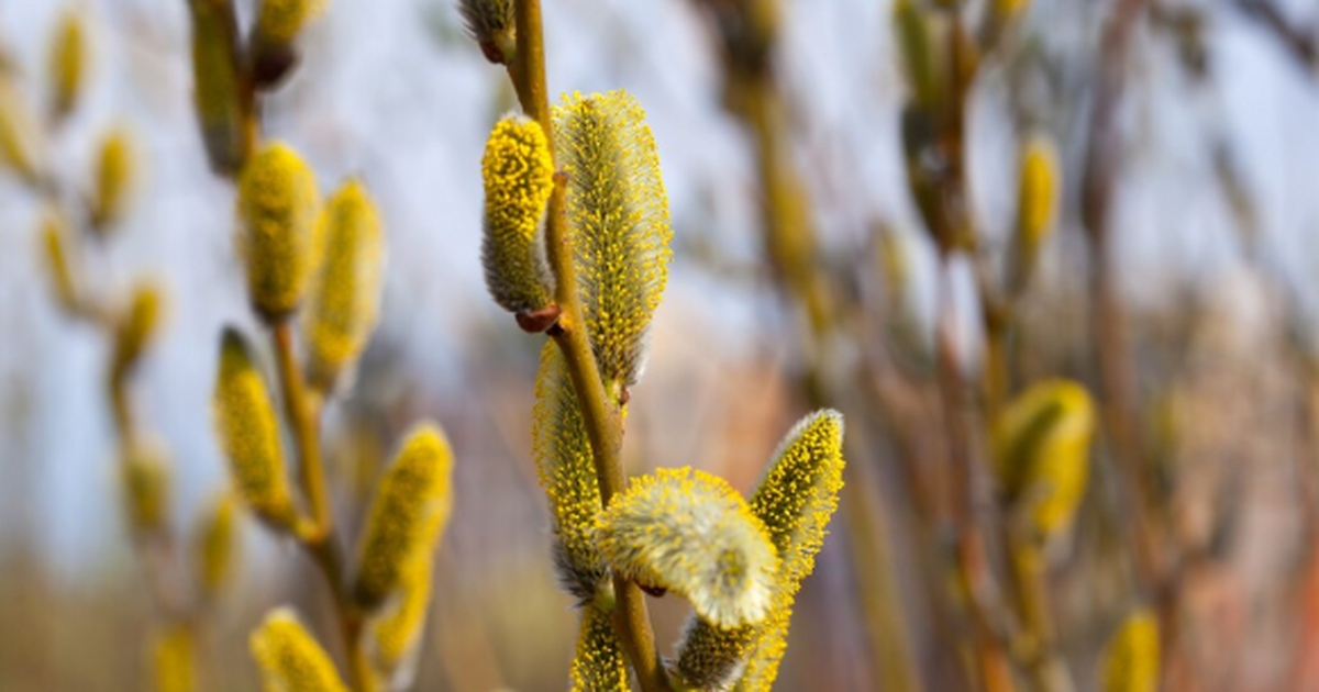 Русские православные христиане готовятся к Верб...