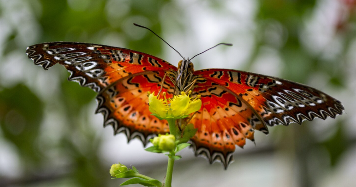 Прошло исследование: на Кунашире обнаружили четыре новых вида бабочек Ученые обнаружили на острове Кунашир четыре вид...