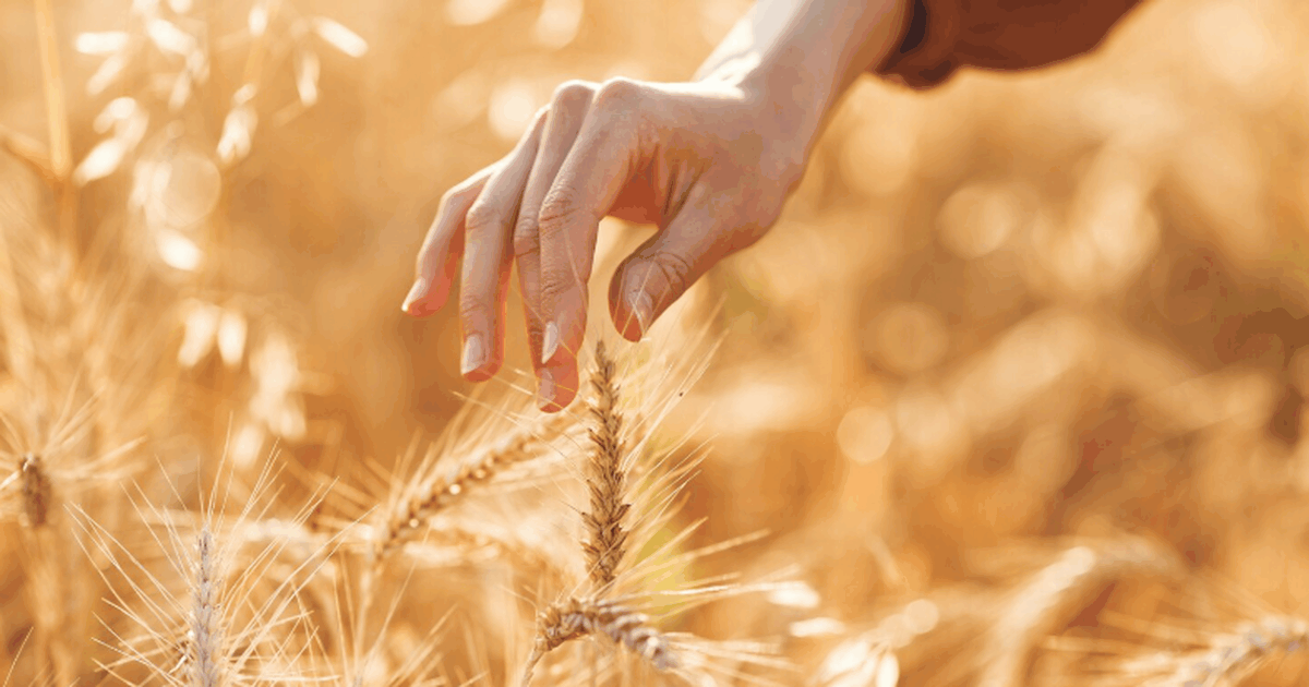 Археологи в Грузии обнаружили древние зерна пше...