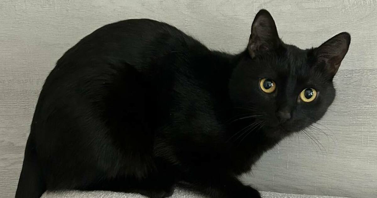 Сначала мурчит, потом кусает: 5 причин, почему кот так реагирует на ласку Кошка кусает во время ласки: что на самом деле ...