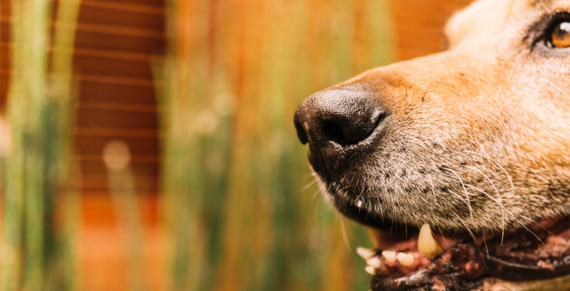 В селе Грачевка Самарской области обнаружен оча...