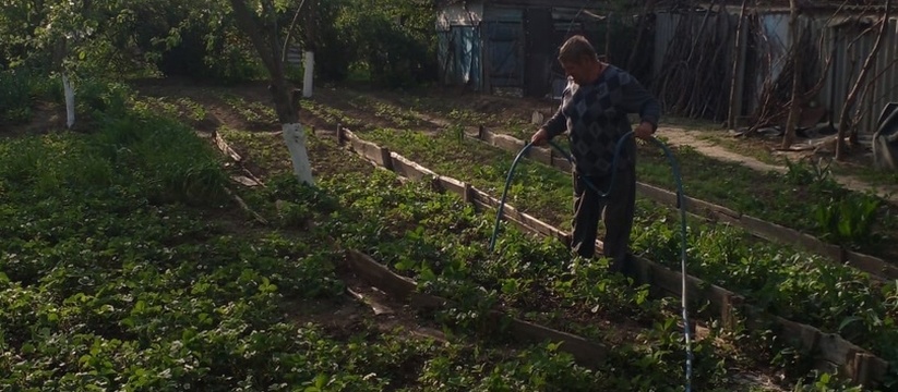 При значительном понижении температуры рассада ...