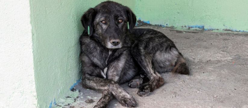 В Самаре ввели карантин по бешенству в СНТ «Сок» В Самаре установлен карантин по бешенству.