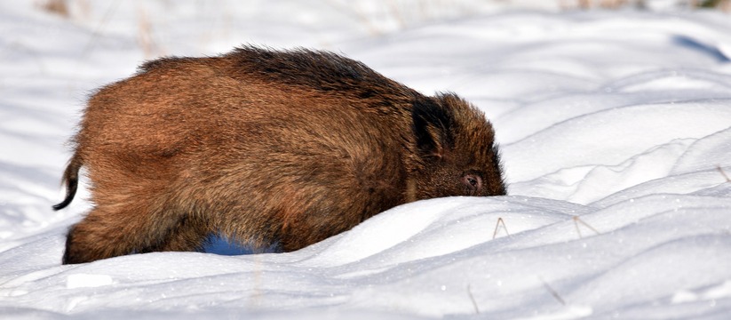 Нацпарк "Самарская лука" предупредил о пике агрессии кабанов в декабре Опасный период продлится до февраля