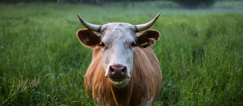 В Красноярском районе выявлен очаг лейкоза крупного рогатого скота