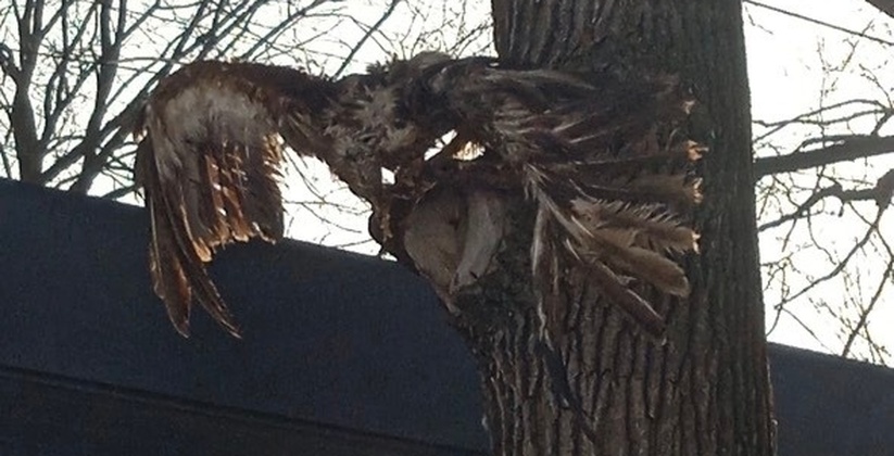 Животные находились на деревьях