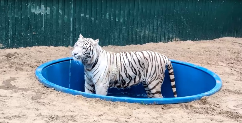 Летом тигр особенно активно проводит время в воде