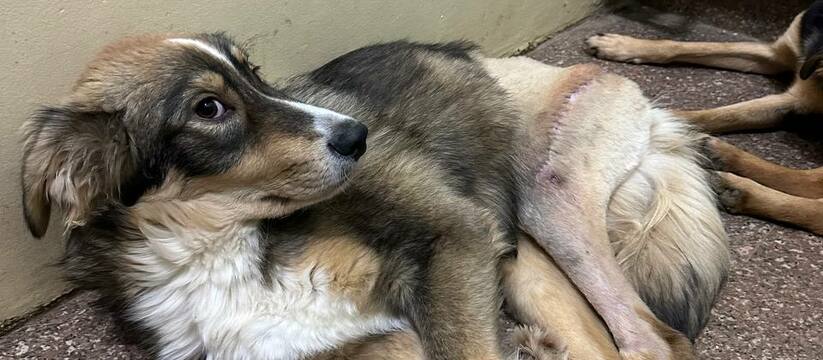 «Собирали косточки по кусочкам»: трогательные истории о спасении собак в Самарской области