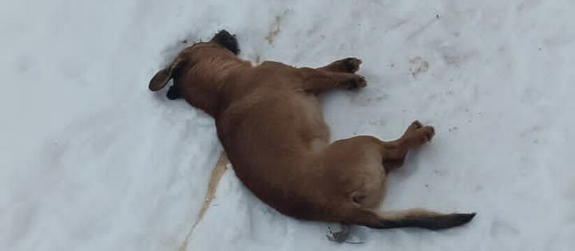 В Самарской области 10 февраля 2024 года в селе Черноречье Волжского района устроили самосуд и отравили почти всех уличных собак