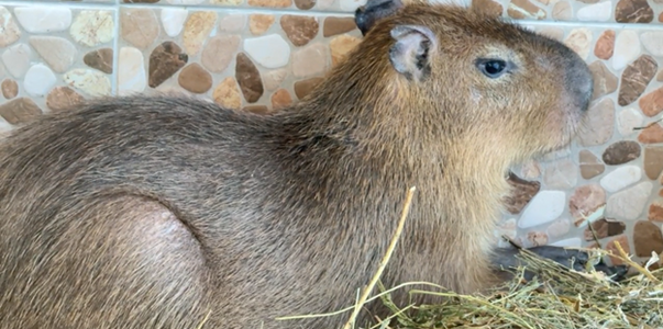 Из Чили — в Самару: на территории ТК «Амбар» по...