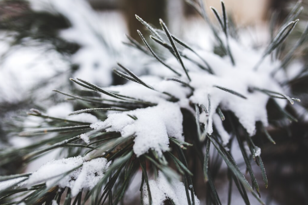 Настоящая морозилка: синоптик Вильфанд дал неутешительный прогноз погоды на ближайшее время — температура 10–13 градусов ниже нормы