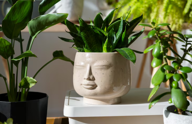 10 самых полезных комнатных растении: реально очищают воздух и поднимают настроение