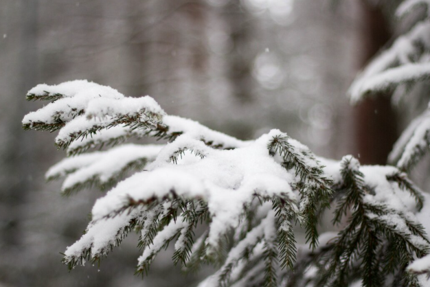 "Повода для радости просто нет": Вильфанд предупредил жителей Центральной России о "мрачноватой" погоде в феврале