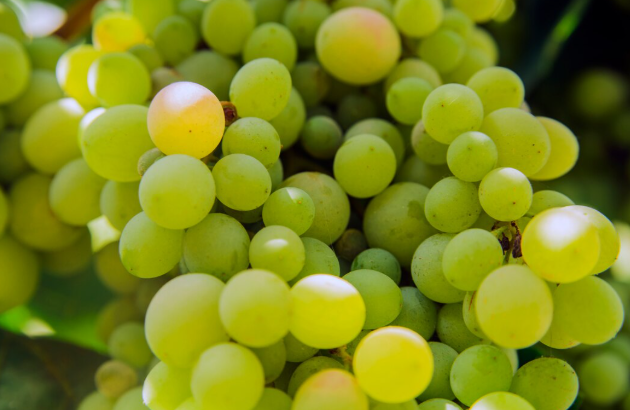 Новый тренд в "Пятерочке" и "Магните" взорвал полки: появился огромный "пластиковый" виноград