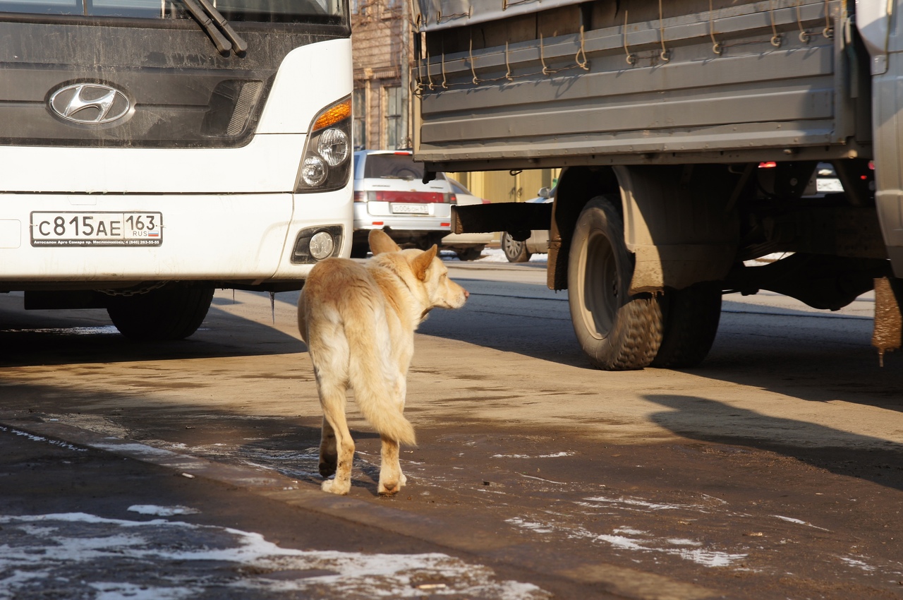 Отловом и содержанием бездомных собак в Самаре займётся «ФлагманВет» в 2022 году