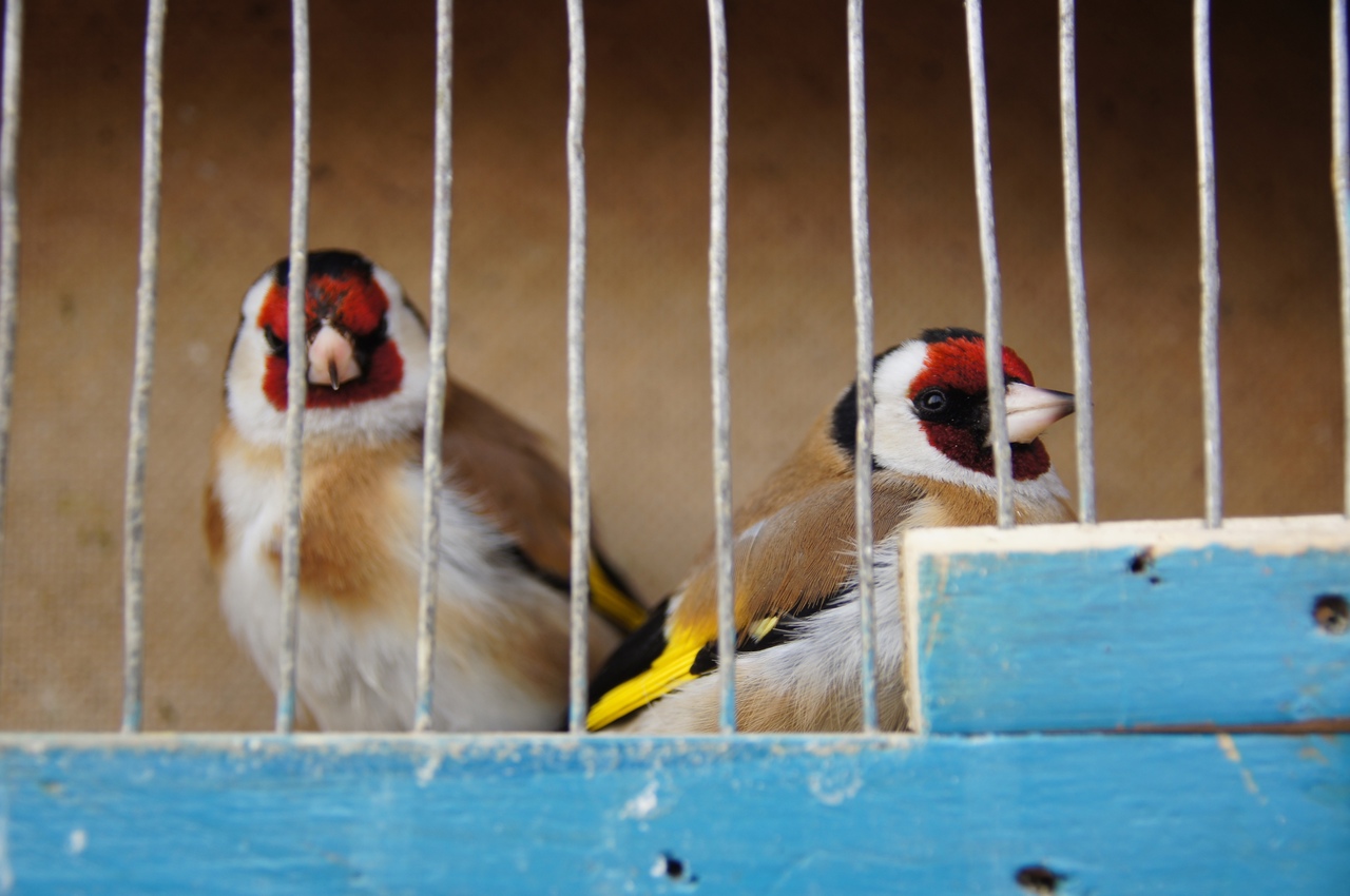 В Самаре птицы валятся замертво в марте 2022 года из-за переедания забродивших ягод  