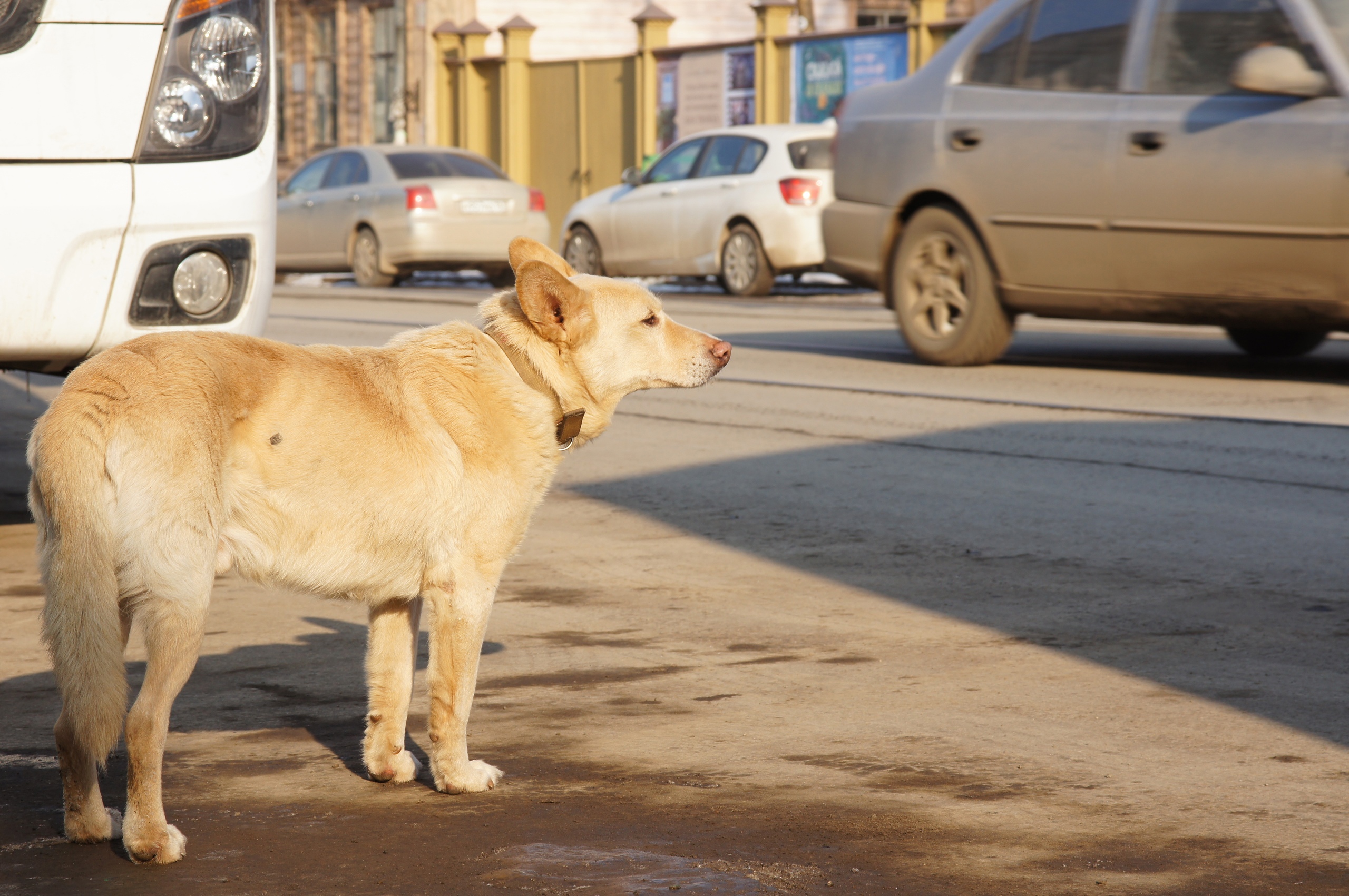 В Самарской области зараженная бешенством собака покусала 4 человек