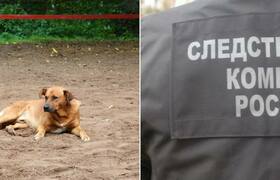 "Все бабушки боятся выносить мусор": в Самаре стая собак набросилась на 4-летнего мальчика