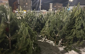 В Самаре елочные базары откроются 15 декабря