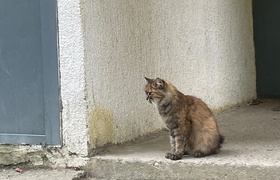 Зоопсихолог приюта «Надежда» рассказала, как пр...