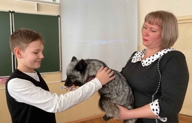 Обыкновенное чудо: в Самарской области лисы, сп...