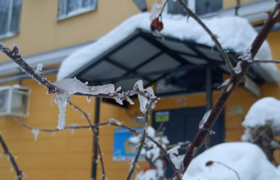 Оно растет на крышах. Жителей Самары предупреди...