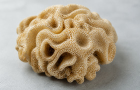 Губки Chondrosia reniformis выжили 455 дней в з...