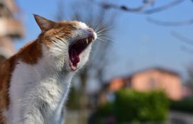 Учёные выяснили: как человек изменил кошачье мя...