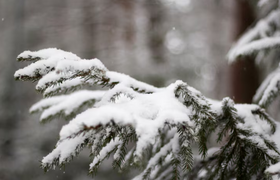 В Жигулёвском заповеднике на Стрельной горе вып...